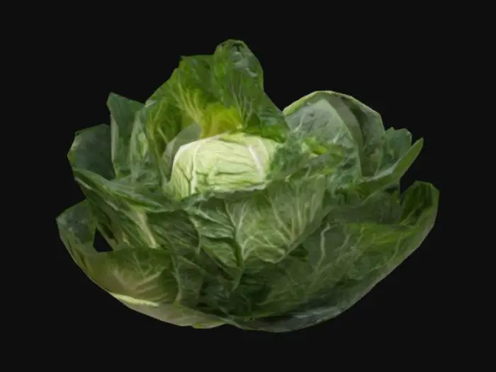 3D model for planta de repollo. con varios repollos gordos y brillantes