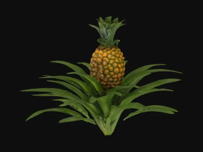 3D model for Pineapple Majesty