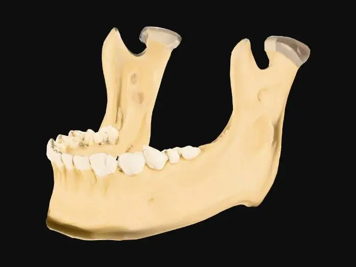 3D model for Jawbone Illustration