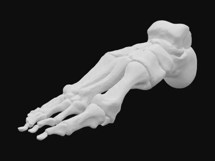 3D model for Foot Skeleton Model