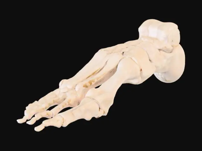 3D model for Foot Skeleton Model