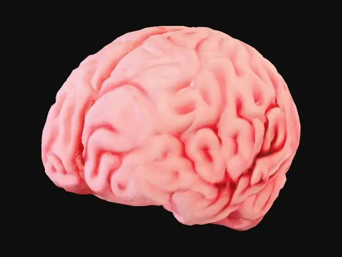 3D model for Pink Brain