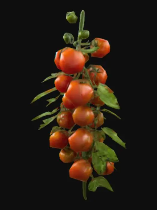 3D model for planta de tomates. con tomates gordos y brillantes
