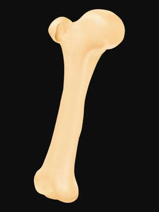 3D model for Cartoon Bone Illustration, #PBR#