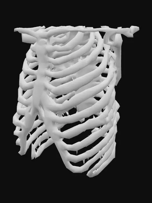 3D model for Ribcage Diagram