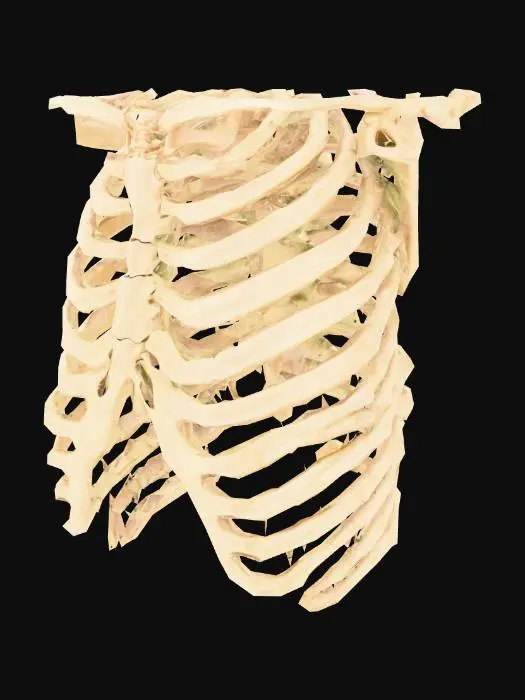 3D model for Ribcage Diagram