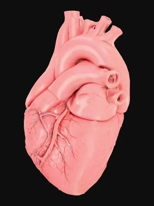 3D model for Human heart