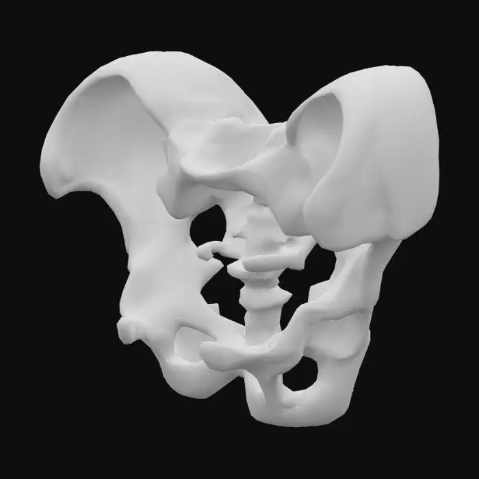 3D model for Pelvic Illustration