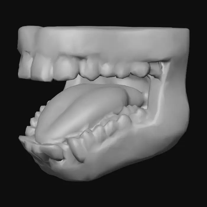 3D model for Open Mouth Anatomy, #Thanksgiving#