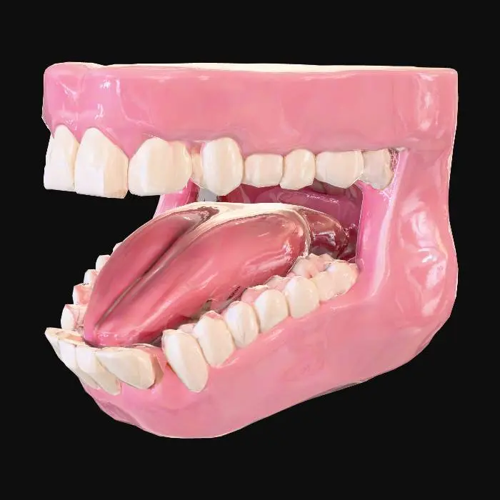 3D model for Open Mouth Anatomy, #Thanksgiving#