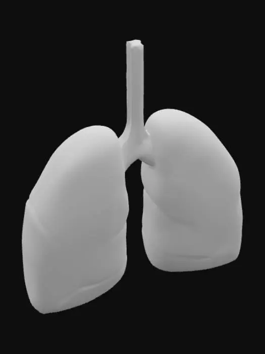 3D model for Lungs Diagram