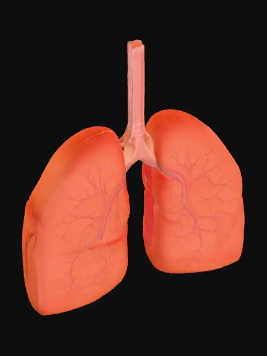 3D model for Lungs Diagram