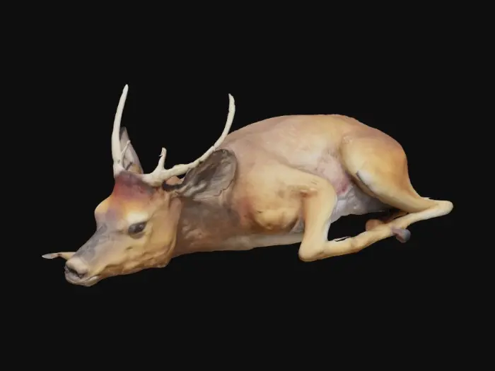 3D model for Ein totes auf der Seite liegendes Reh (ohne Geweih)  