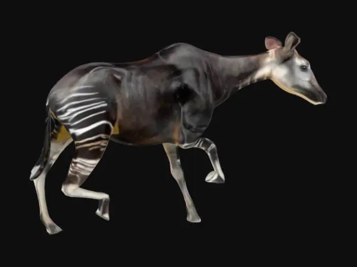 3D model for Okapi in the Wild