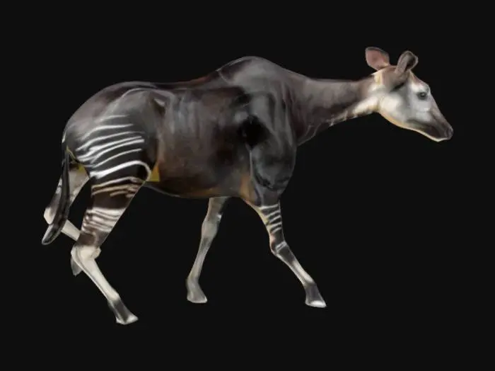 3D model for Okapi in the Wild