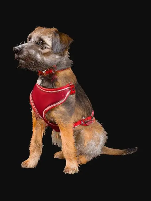 3D model for Puppy in Red Harness