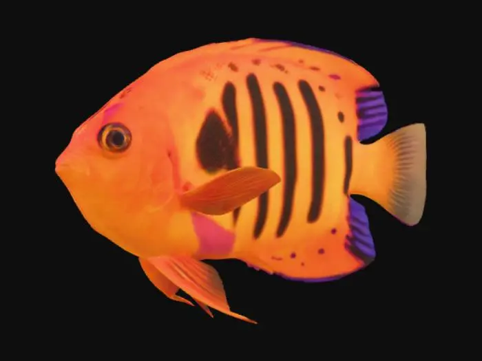 3D model for Fiery Coral Cruiser