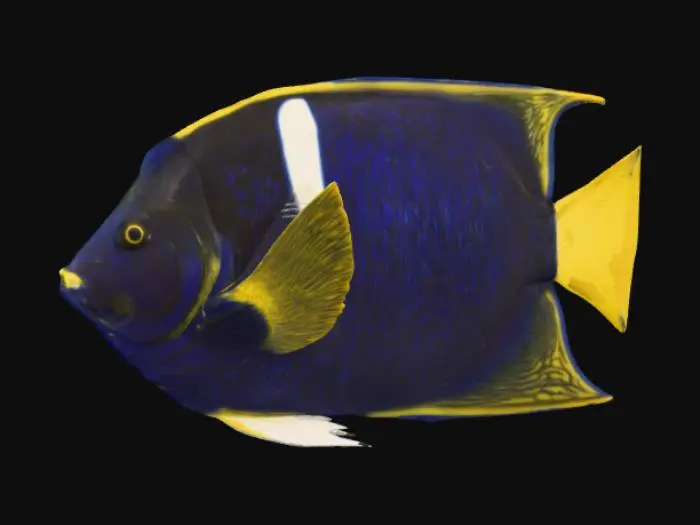 3D model for Regal Swimmer