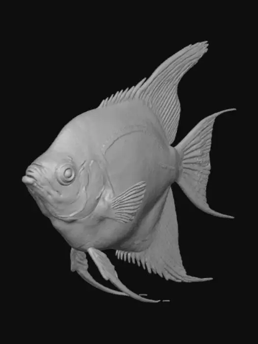 3D model for Angelfish Elegance