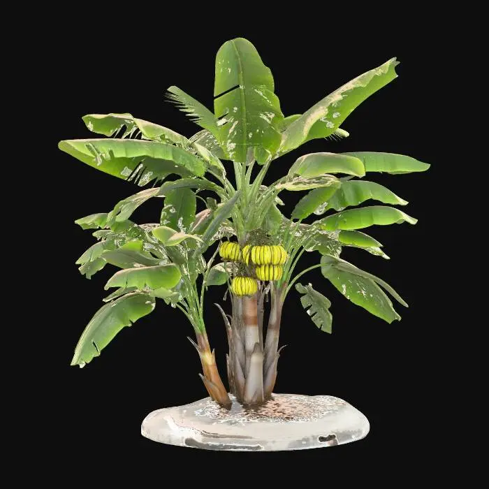 3D model for Banana Tree on Transparent Background