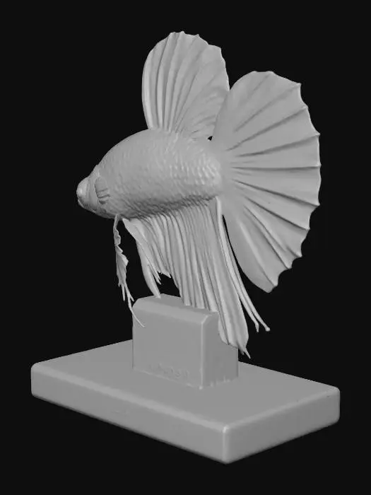 3D model for Photorealistic 3D model: Halfmoon Plakat Betta fish action figure. Opaque pearlescent white body, vibrant royal blue flared fins (D-shaped caudal, dorsal, anal) with visible darker fin rays. Simple black eye. Sculpted from high-quality, semi-gloss plastic/resin. Mounted on a clear acrylic support to a solid, minimalist rectangular black satin base. "Saga Store" engraved/printed on base front in clean, bold, white sans-serif font. Isolated on neutral light gray/pure white background. Soft studio lighting, no harsh shadows. Single, cohesive object: fish figure on stand with text. No packaging, water, or background scenery.