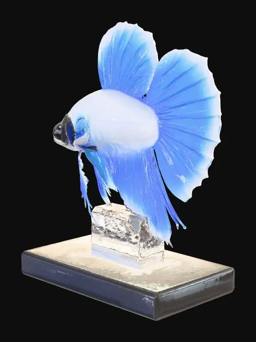 3D model for Photorealistic 3D model: Halfmoon Plakat Betta fish action figure. Opaque pearlescent white body, vibrant royal blue flared fins (D-shaped caudal, dorsal, anal) with visible darker fin rays. Simple black eye. Sculpted from high-quality, semi-gloss plastic/resin. Mounted on a clear acrylic support to a solid, minimalist rectangular black satin base. "Saga Store" engraved/printed on base front in clean, bold, white sans-serif font. Isolated on neutral light gray/pure white background. Soft studio lighting, no harsh shadows. Single, cohesive object: fish figure on stand with text. No packaging, water, or background scenery.