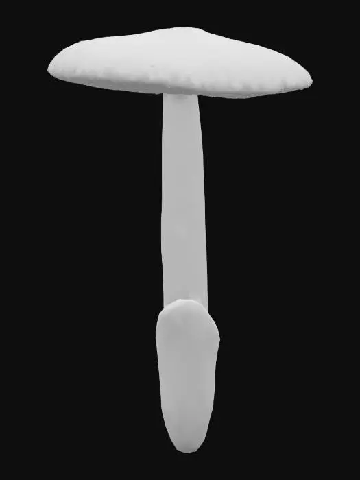 3D model for Death Cap Illustration, Grisette
mushroom, Amanita groupe vaginata