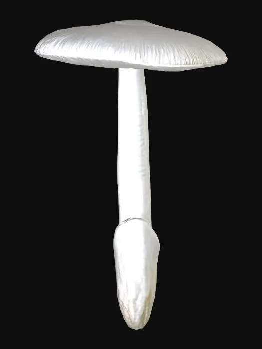 3D model for Death Cap Illustration, Grisette
mushroom, Amanita groupe vaginata