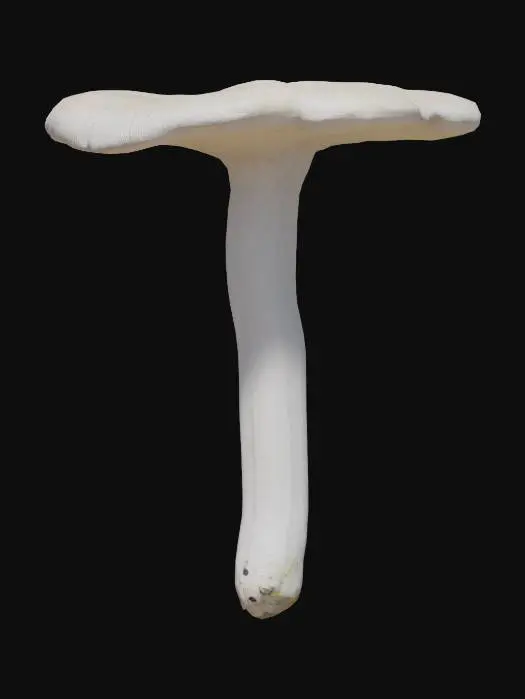 3D model for Mushroom Illustration, shield pinkgill
