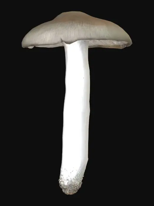 3D model for Mushroom Illustration, shield pinkgill