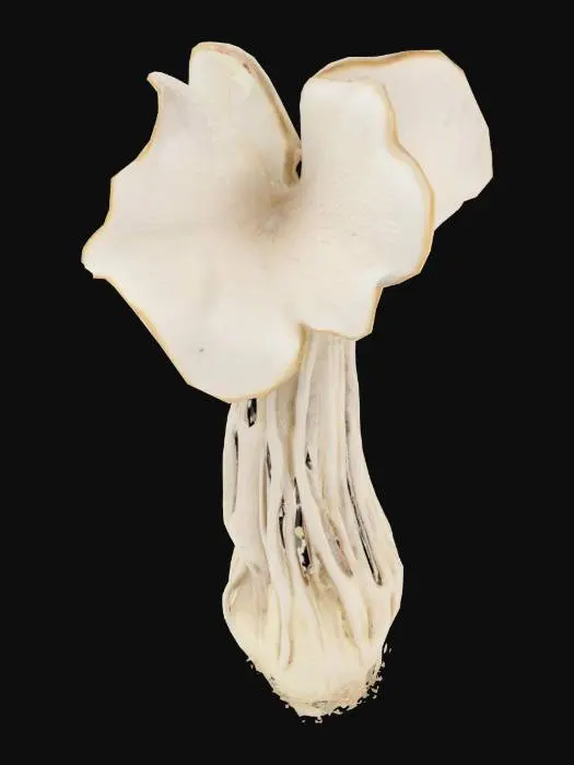 3D model for Mushroom Elegance, white saddle