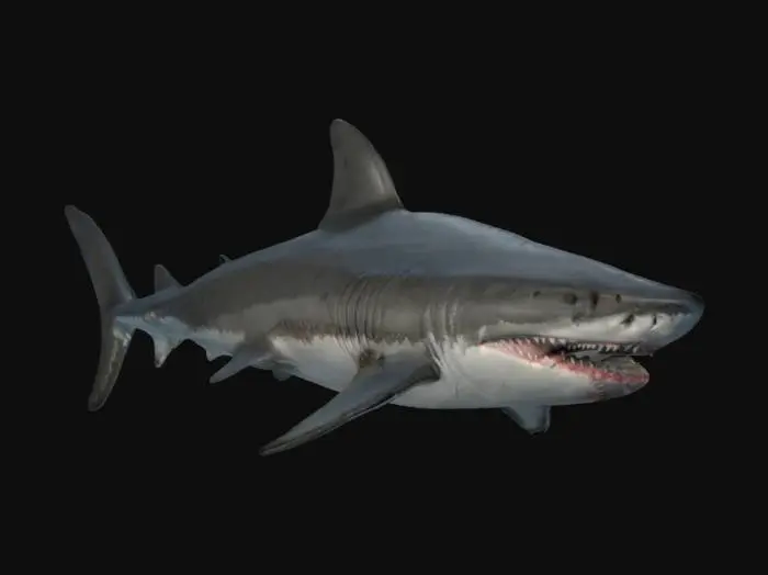 3D model for Ultra-detailed 3D model of a great white shark, full-body, anatomically correct. Smooth hydrodynamic body, detailed gills, sharp serrated teeth visible inside the open mouth, and highly realistic eyes with subtle reflections. Includes finely sculpted skin texture with scars, scratches, rough bumps, and variations in color on dorsal and ventral sides. High-resolution 8K PBR textures: albedo, roughness, normal, displacement, and specular. Clean UVs, watertight mesh, quad topology optimized for animation and cinematic underwater shots. Suitable for real-time and film-quality rendering., #ocean#