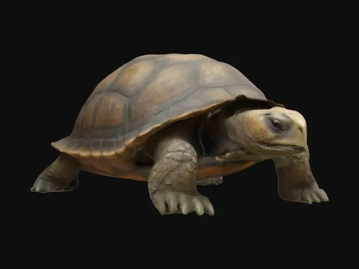 3D model for Ultra-detailed 3D model of an ancient, ultra-centenarian tortoise in a static pose. Weathered, cracked shell with subtle moss and earthy deposits. Thick, wrinkled skin with textured age folds and rough claws. Deep-set, wise eyes with detailed iris and expression. Positioned solidly on all fours, head slightly tilted forward. 8K PBR textures for shell, skin, and natural dirt. Cinematic lighting with soft shadows and warm highlights to emphasize realism. Clean UVs, watertight mesh, optimized for high-end rendering and game integration., #ocean#
