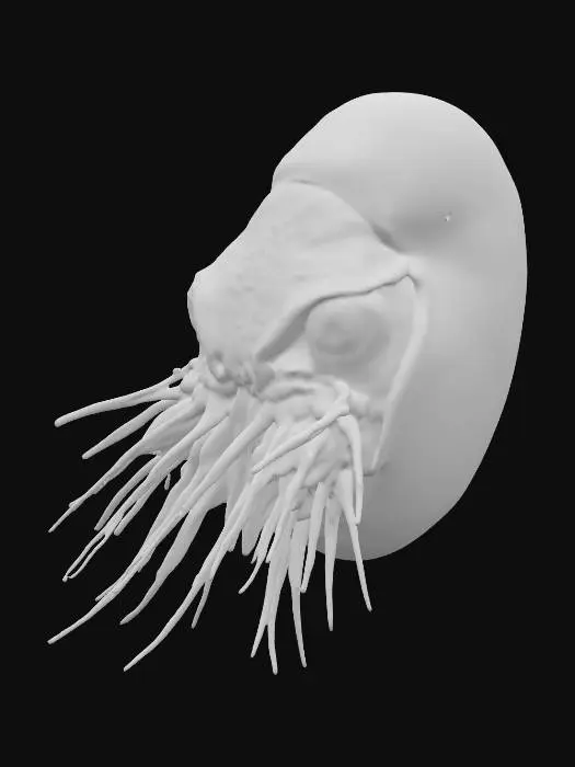 3D model for Nautilus Majesty