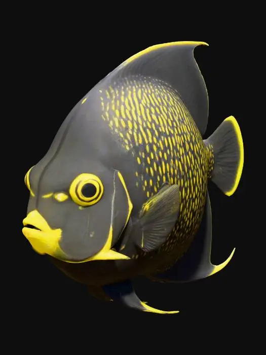 3D model for Majestic Angelfish