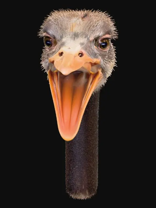 3D model for Expressive Ostrich