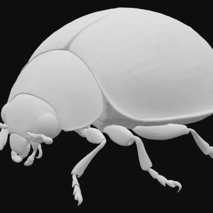 3D model for Ladybug Elegance
