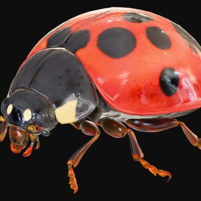 3D model for Ladybug Elegance