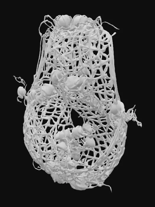 3D model for Ants on a Möbius Band