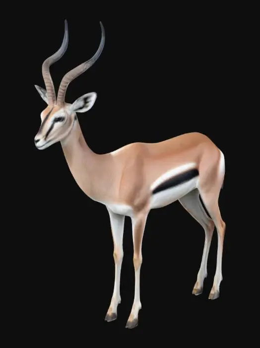 3D model for A graceful African gazelle
