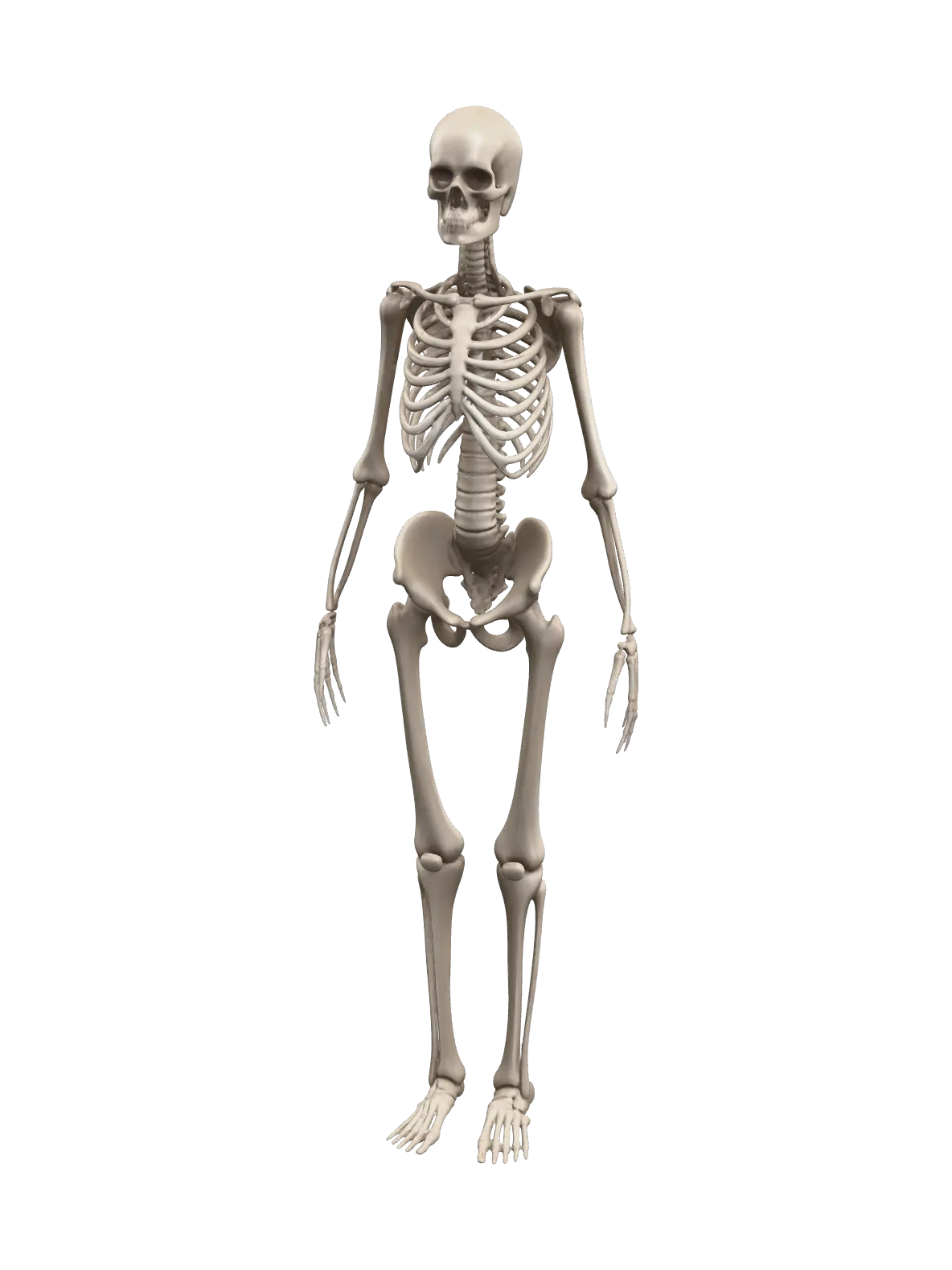Female Skeleton - 3drender 3D model, vytvořený pomocí AI