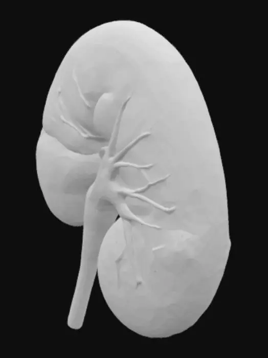 3D model for Bazo humano, saludable 