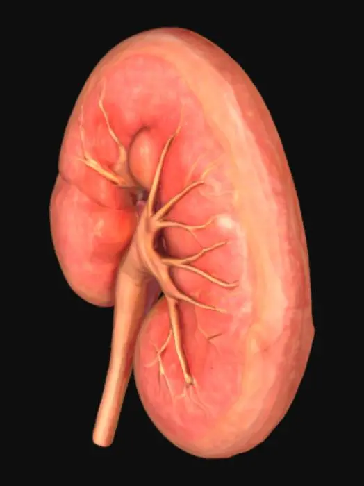 3D model for Bazo humano, saludable 