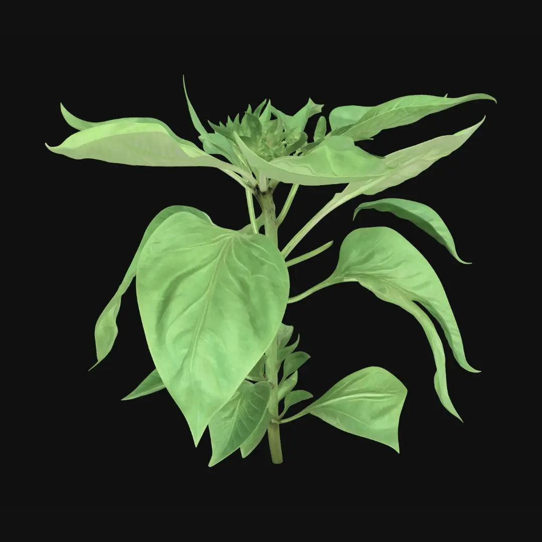 vegetable