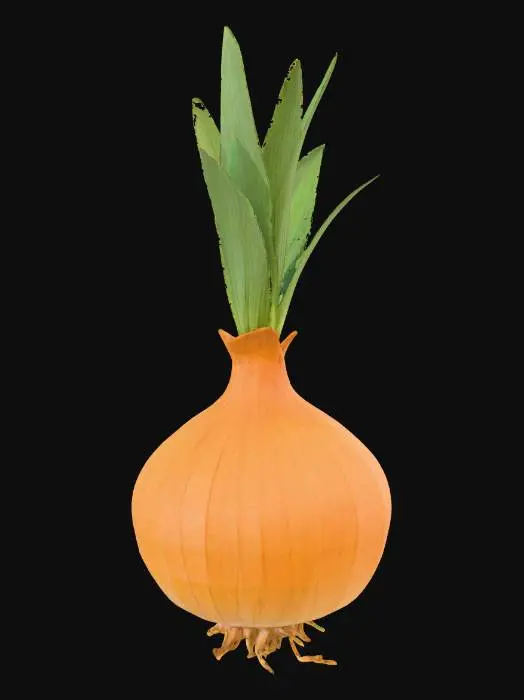 3D model for Sprouting Onion