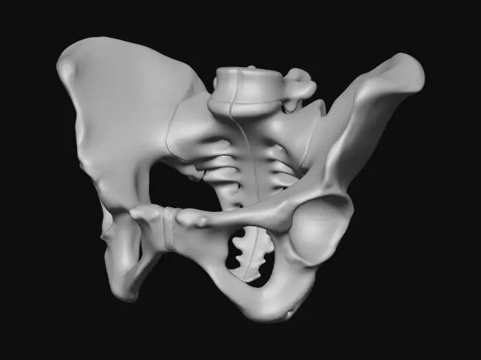 3D model for Human pelvis model