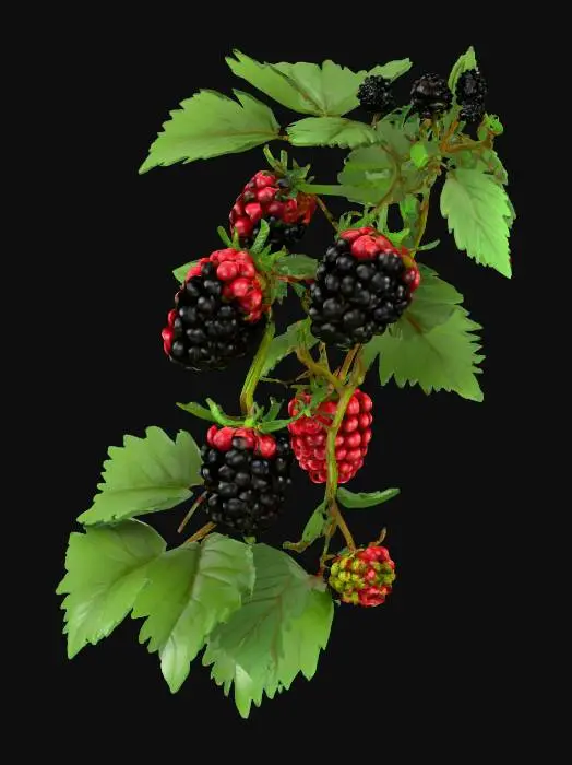 3D model for A 3D blackberry bush, with thin intertwined branches, realistic serrated green leaves, and clusters of blackberries in different ripening stages (green, red, and shiny black). The model should be naturalistic, with high-quality textures on the leaves and berries, showing botanical volume and realism.