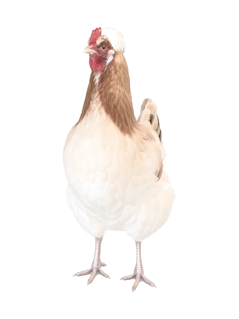 Sulmtahler hen - Feathered 3D model, vytvořený pomocí AI