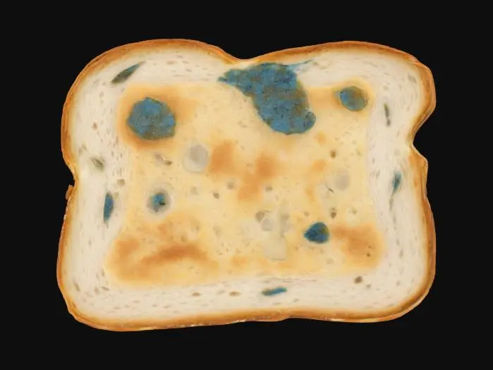 3D model for A slice of standard white toast, slightly unevenly browned with crisped edges. Its surface is dry and firm to the touch, displaying a subtle network of porous air pockets. Irregular patches of fuzzy, greenish-blue mold sprawl across one side, contrasting sharply with the golden-brown and off-white bread, giving it a soft, slightly raised, and spongy texture in affected areas.