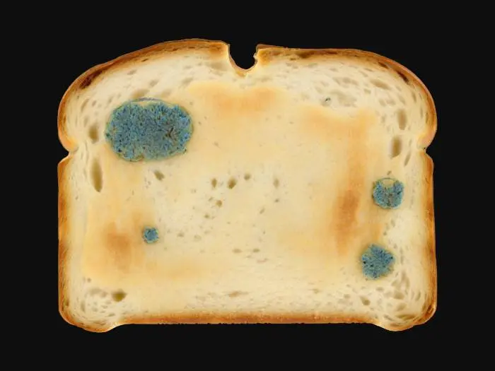 3D model for A slice of standard white toast, slightly unevenly browned with crisped edges. Its surface is dry and firm to the touch, displaying a subtle network of porous air pockets. Irregular patches of fuzzy, greenish-blue mold sprawl across one side, contrasting sharply with the golden-brown and off-white bread, giving it a soft, slightly raised, and spongy texture in affected areas.